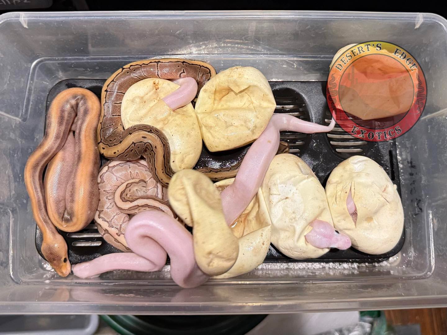 Gotta love coming home from a show to babies coming out of eggs!