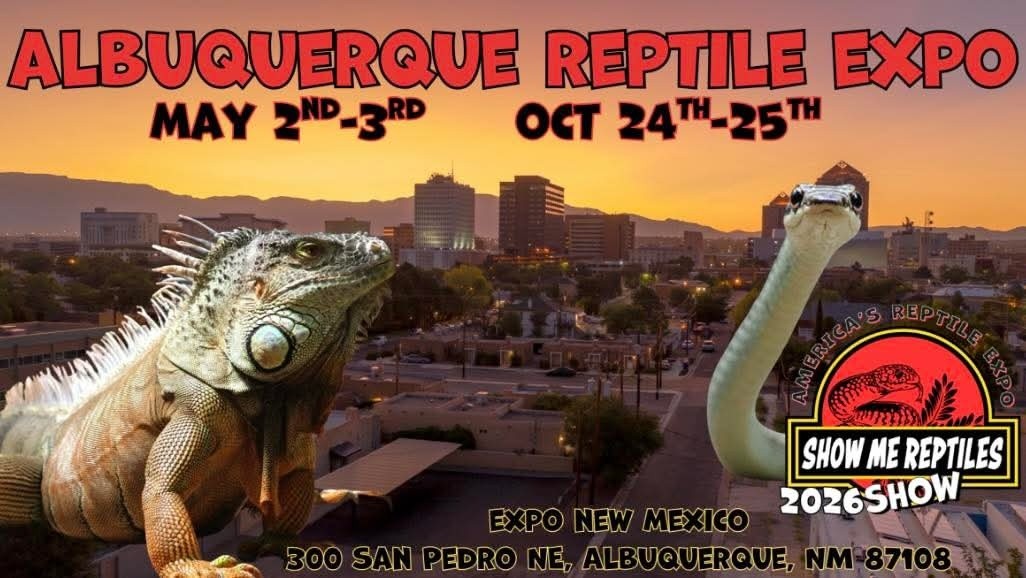 The Odessa show was amazing as always, so thankful for our local customers that come out to support us and the show.  Next Odessa show is in July!

In the meantime I decided to go ahead and do the Albuquerque show next weekend!  We will only have our 3D and Dry goods, no snakes or frozen at this one, though I might take feeder insects up with me.  Going to be in Albuquerque for work anyhow so might as well add a show! 

Looking forward to seeing folks in New Mexico.  Next up after that is the following weekend in Denton, Texas.

.
.
.

 #royalpythonsofinstagram #royalpythonsofig #royalpythons #royalpythonmorphs #royalpythonbreeder #royalpython #desertsedgeexotics #ballpythonbreeder #reptilesofinstagram #ballpythonmorph #ballpythonofinstagram #ballpython #ballpythonmorphs #reptilebreeder #ballpythonsofinstagram #reptilekeeper #ballpythonbreeding #reptiles #snakesofinstagram #NewMexico #newmexico #albuquerque #ShowMeReptileShow #showmereptileshow