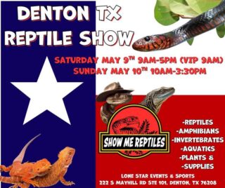 Albuquerque did not disappoint!  We had a great time in New Mexico and look forward to returning for future shows. 

In the meantime, our next show is next weekend in Denton, TX!  Come see us and see if I can stay awake for four weekends of shows in a row!

.
.
.

#royalpythonsofinstagram #royalpythonsofig #royalpythons #royalpythonmorphs #royalpythonbreeder #royalpython #desertsedgeexotics #ballpythonbreeder #reptilesofinstagram #ballpythonmorph #ballpythonofinstagram #ballpython #ballpythonmorphs #reptilebreeder #ballpythonsofinstagram #reptilekeeper #ballpythonbreeding #reptiles #snakesofinstagram #denton #dentontx #showmereptilesandexoticsshow #showmereptileandexoticsshow #showmereptileshows