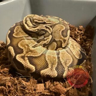 This Mother’s Day we got home to two clutches of eggs!

This is Clutch number two for the year, 8 decent sized and strong veined eggs from our GHI Chocolate Het Albino girl!  She’s looking to prove that she’s het albino this year going to our primary albino male. 

1.0 Albino pos het Pied X 0.1 GHI Chocolate het Albino. 

Looking forward to seeing these hatch out in July. 

#royalpythonsofinstagram #royalpythonsofig #royalpythons #royalpythonmorphs #royalpythonbreeder #royalpython #desertsedgeexotics #ballpythonbreeder #reptilesofinstagram #ballpythonmorph #ballpythonofinstagram #ballpython #ballpythonmorphs #reptilebreeder #ballpythonsofinstagram #reptilekeeper #ballpythonbreeding #reptiles #snakesofinstagram #albino #albino #ball #albinoball #albinoballpython #albinoballpythons #ghiballpython #ghiballpythons #chocolate #balls #chocolateballpython