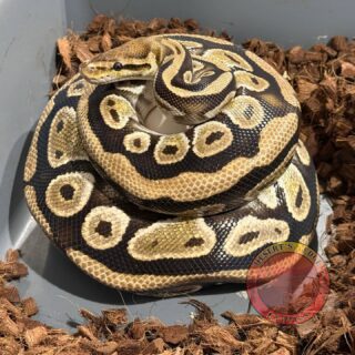 The second of our Mother’s Day clutches is another 8 egg clutch from our big beautiful Cypress Orange Dream girl. She was paired with our pastel bamboo Enchi boy looking forward to what will come from there. 

1.0 Bamboo Enchi Pastel Pos Het Hypo X 0.1 Cypress Orange Dream. 

.
.
.

#royalpythonsofinstagram #royalpythonsofig #royalpythons #royalpythonmorphs #royalpythonbreeder #royalpython #desertsedgeexotics #ballpythonbreeder #reptilesofinstagram #ballpythonmorph #ballpythonofinstagram #ballpython #ballpythonmorphs #reptilebreeder #ballpythonsofinstagram #reptilekeeper #ballpythonbreeding #reptiles #snakesofinstagram #cypress #cypressballpython #bambooballpython #orangedream #orangedreamballpython #enchiballpython