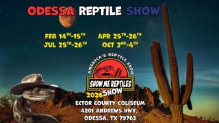 This weekend you’ll find us in Odessa at the Show me reptile show Ector County coliseum Building D (different building than we have ever been in before). 

We will have all our usual stuff for the Odessa show, plus some flightless fruit flies!

.
.
.

#royalpythonsofinstagram #royalpythonsofig #royalpythons #royalpythonmorphs #royalpythonbreeder #royalpython #desertsedgeexotics #ballpythonbreeder #reptilesofinstagram #ballpythonmorph #ballpythonofinstagram #ballpython #ballpythonmorphs #reptilebreeder #ballpythonsofinstagram #reptilekeeper #ballpythonbreeding #reptiles #snakesofinstagram