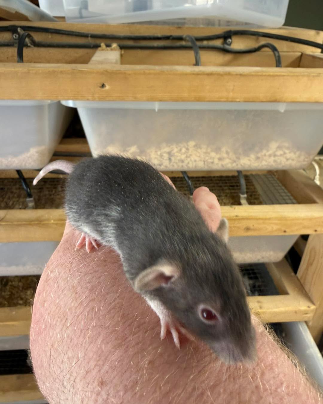 Our love rodent sales will be closed for the next week due to small shortage of available rats and school functions. Next open date for the rodent room is Thursday the 22nd. 

If you need insects or frozen rodents we have those available just reach out to see what time I can meet due to school stuff.
